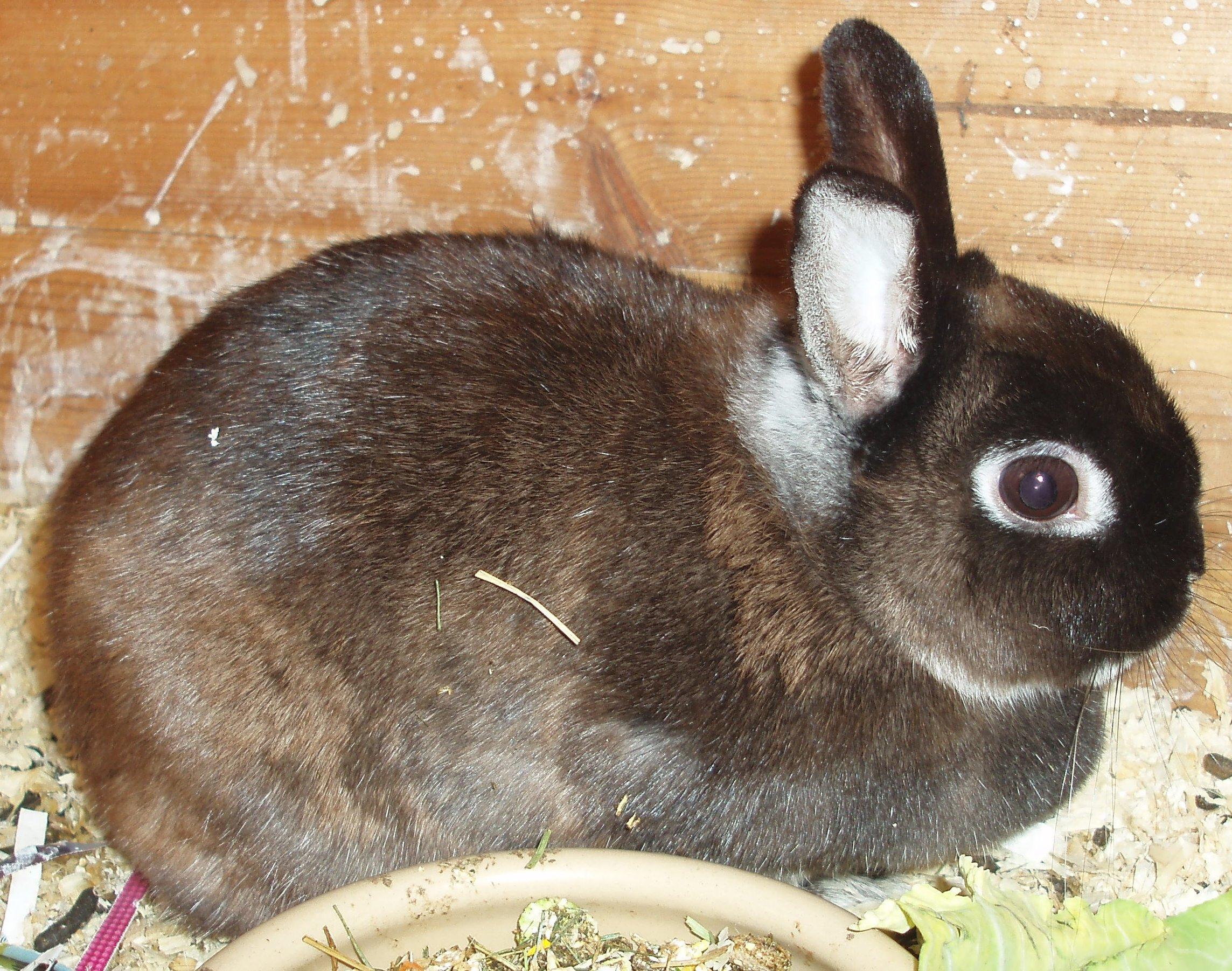 bunny bundles reborns